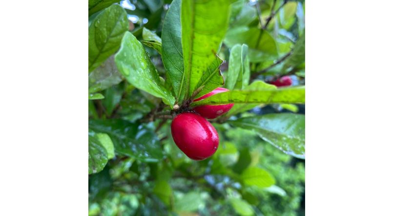 Garšas izmaiņas bez cukura: kā darbojas TasteCare Miracle Berry tabletes